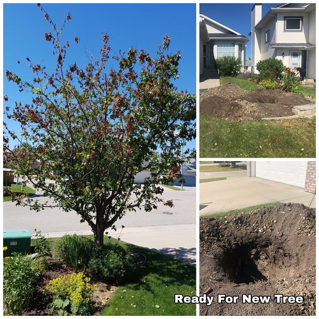 Tree Doctor Calgary