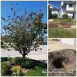 Titan Tree Services Calgary photo 5