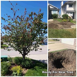 Titan Tree Services Calgary photo 3